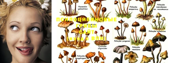 PSILOCYBIN Гусь-Хрустальный